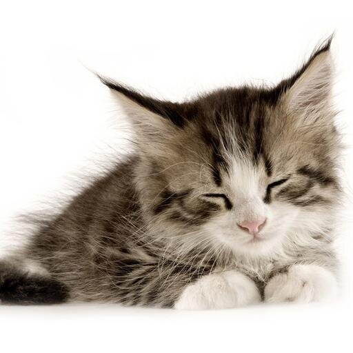 POPurrling's profile picture. *hungry purr*