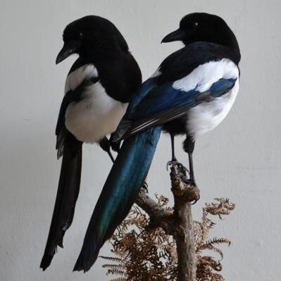 Account dedicated to discussion, views, ethics of taxidermy in all forms - the Taxidermy department of AVWAntiques