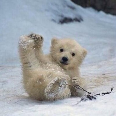 南極北極動物bot Twitterissa 白くまの親子 Http T Co Mayxma9b7m
