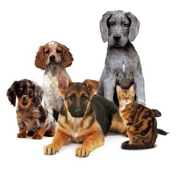 Clínica Veterinària Maçanet - Tel. 972 85 87 85 + Botiga especialitzada
Consultori Veterinari Arbúcies - Tel. 972 16 25 51 + Botiga + Perruqueria