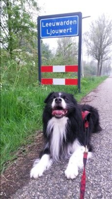 canicross058's profile picture. vader, echtgenoot, canicross, trailrunning, agility, zeilen