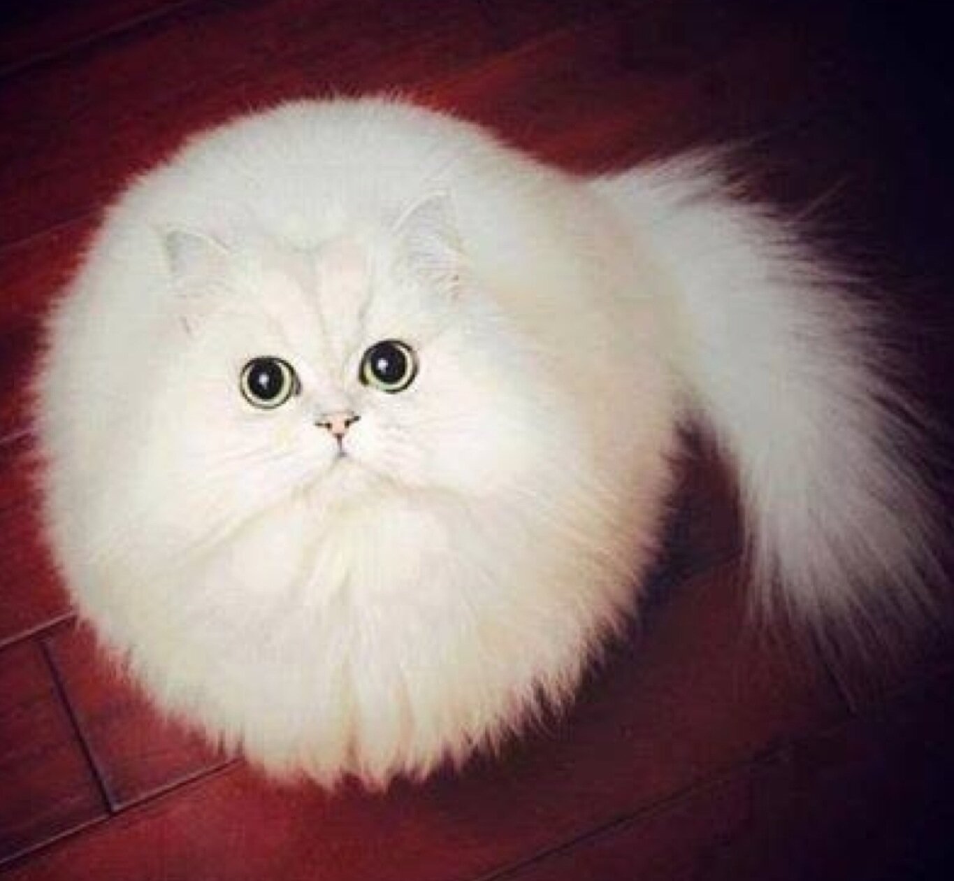 Сферический кот в вакууме