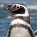 Center for Ecosystem Sentinels (@sentinelspecies) Twitter profile photo Center for Ecosystem Sentinels (@sentinelspecies) Twitter profile photo