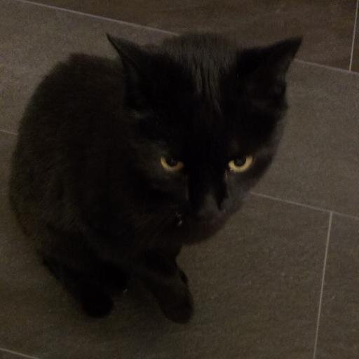 miumiuchat's profile picture. 'chat' is french, means 'cat' in english ^_^ 🇨🇭🇨🇭🇨🇭






Love my wonderful Switzerland 🇨🇭🇨🇭🇨🇭






Snowboarder🏂 & pistol user 🔫