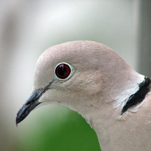 destroyerdove's profile picture. 