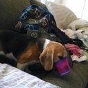 Trish Pittman - @trishp3 - Twitter