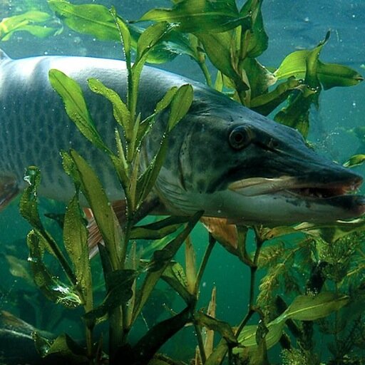 Dedicated to celebrating and promoting all things related to the most challenging and exciting fish of freshwater - the MUSKIE! Live the life - The MUSKIE LIFE!