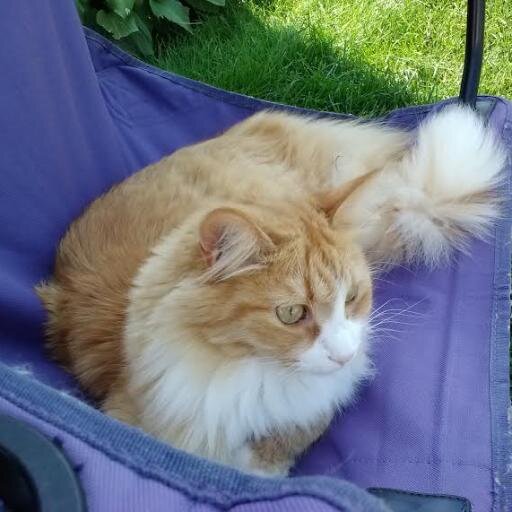 merebear1101's profile picture. 