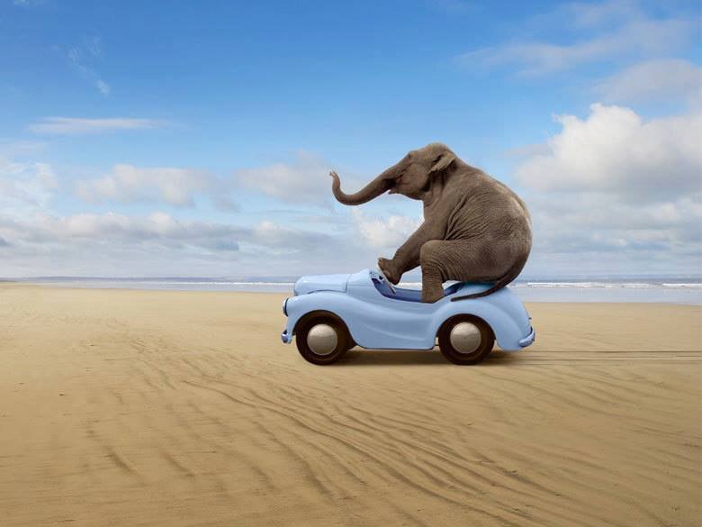 French young professional living in Houston,TX. Interested by Traveling, Fine Arts and Photography, Movies, Fashion&Design, e-commerce, Animal Welfare &Wildlife
