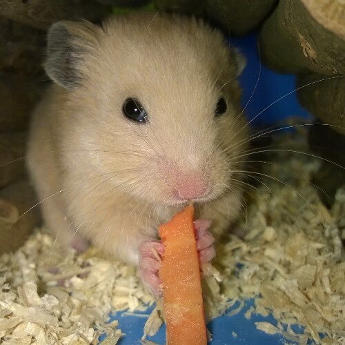 Hi, I'm Einstein the hamster, and I'm a bit less energetic now I'm nearly 2. I like carrots and broccoli :) . @ItsGiselleJay is my FEEDER!