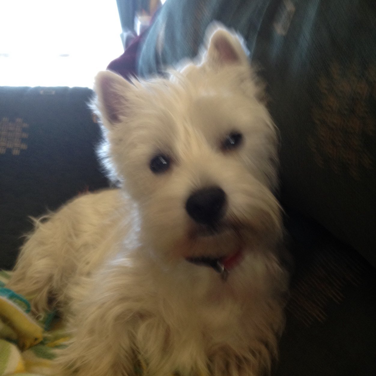 chezza126's profile picture. 