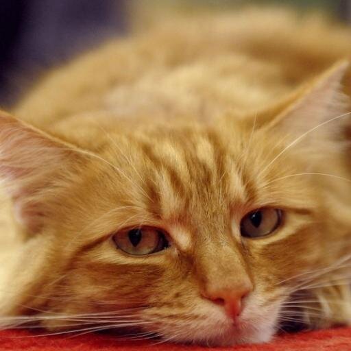 it_filologos's profile picture. Φιλόλογος Πληροφορικής σε καιρούς ένδειας (και εσχάτως πανδημίας)