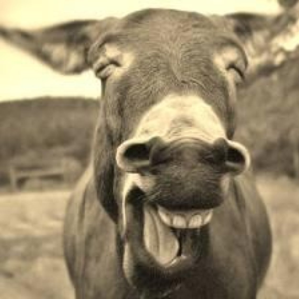 We are Magical Mayhem Homestead and Hearth. Here there be monsters! We are a 100% organic farm, raising vegetables, livestock, herbs, and a ruckus.