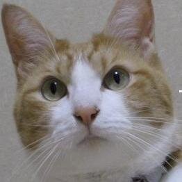 シニア茶猫と同居。においとノイズに敏感。きれい好き。メモ魔。万年筆/ステーショナリー/ミニカー/GTD/LifeHack/Obsidian/Textwell/レザークラフト/映画/ドラマ/エリス中尉/昭和モノ/アメフト