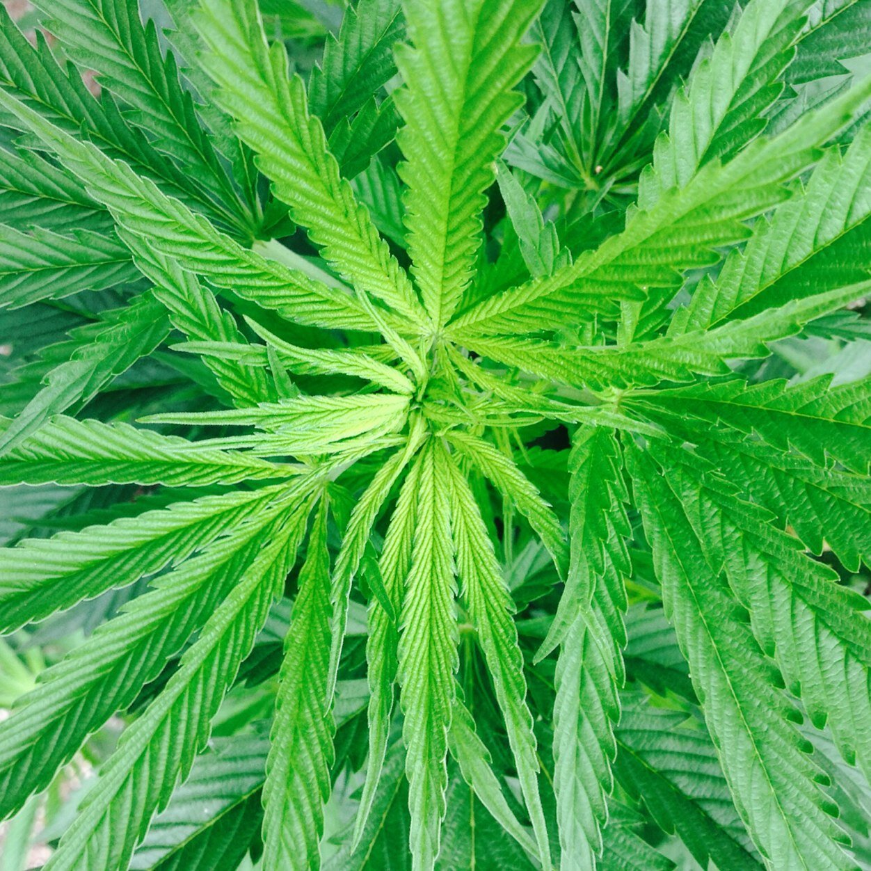 BornFromWater's profile picture. Medical cannabis delivery collective. Live. Love. Surf. Smoke. We are a wellness and lifesyle brand. People over profit.