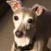 Greg Rogers (@gmr77077) Twitter profile photo Greg Rogers (@gmr77077) Twitter profile photo