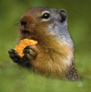 murmelmata's profile picture. 