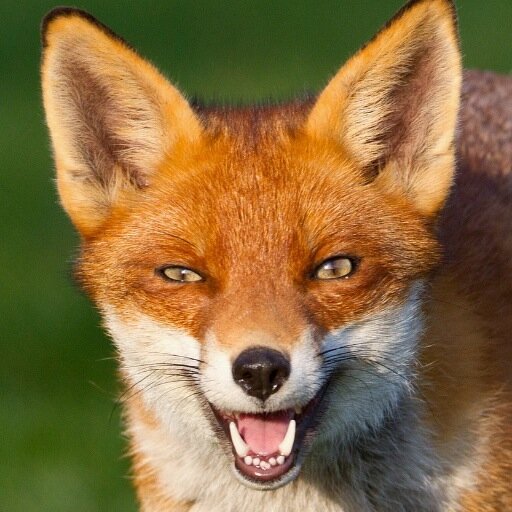 SaY_Talent's profile picture. Co-Owner of SaY