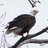 gabbert_billy's profile image