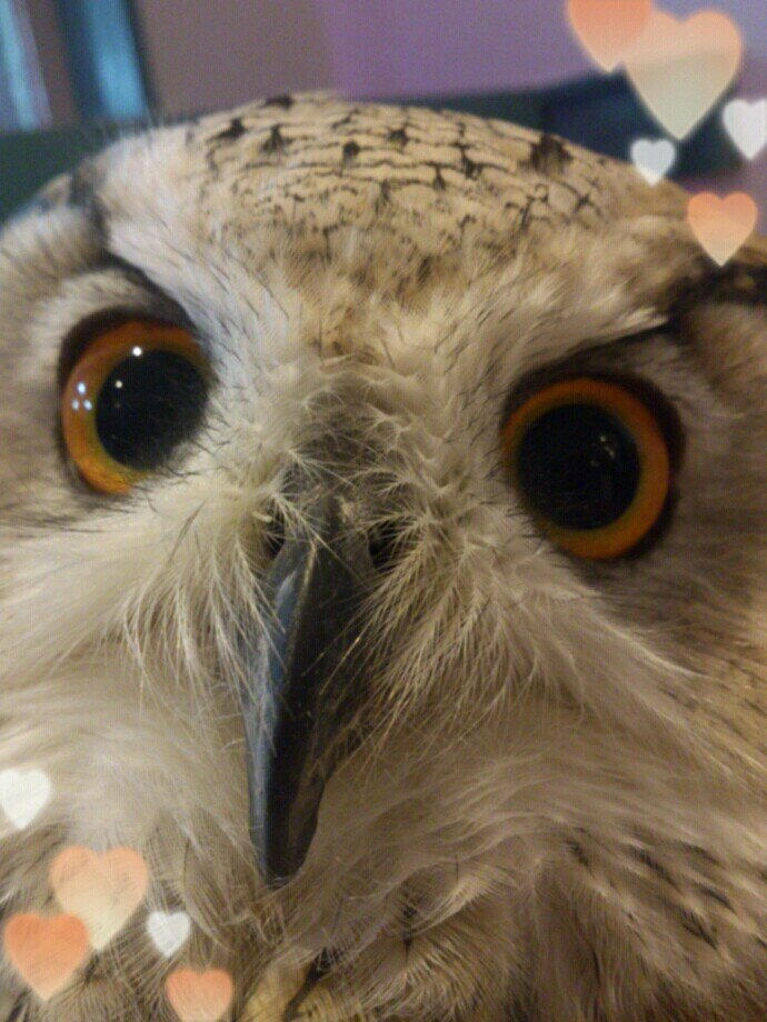 フクロウカフェで働いてます。