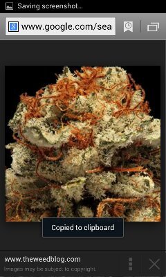 stonedstrains's profile picture. dope strain pics for the real dope stoners