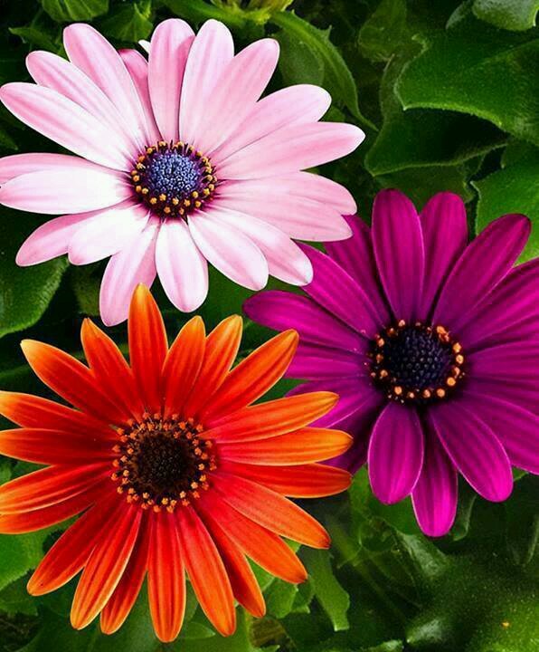 ratsgamma's profile picture. 