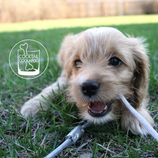 Cockabooze's profile picture. Zoey is a Cockapoo puppy with an affinity for mixing cocktails. In all seriousness though, booze is toxic to dogs. Zoey leaves the drinking to her humans.