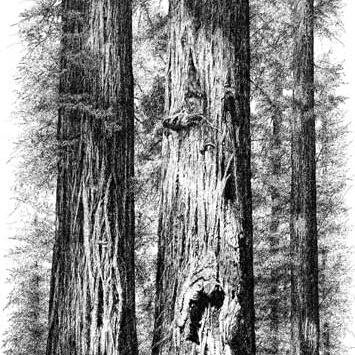 redwoodgrovers's profile picture. Friends of Interlaken Park - Seattle  Forest Stewards