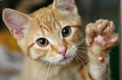 Miau