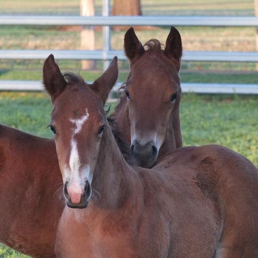 TuranggaFarm's profile picture. Boutique Thoroughbred Stud in the Hunter Valley. Home to stallions TRUSTING and MONEY OR THE GUN