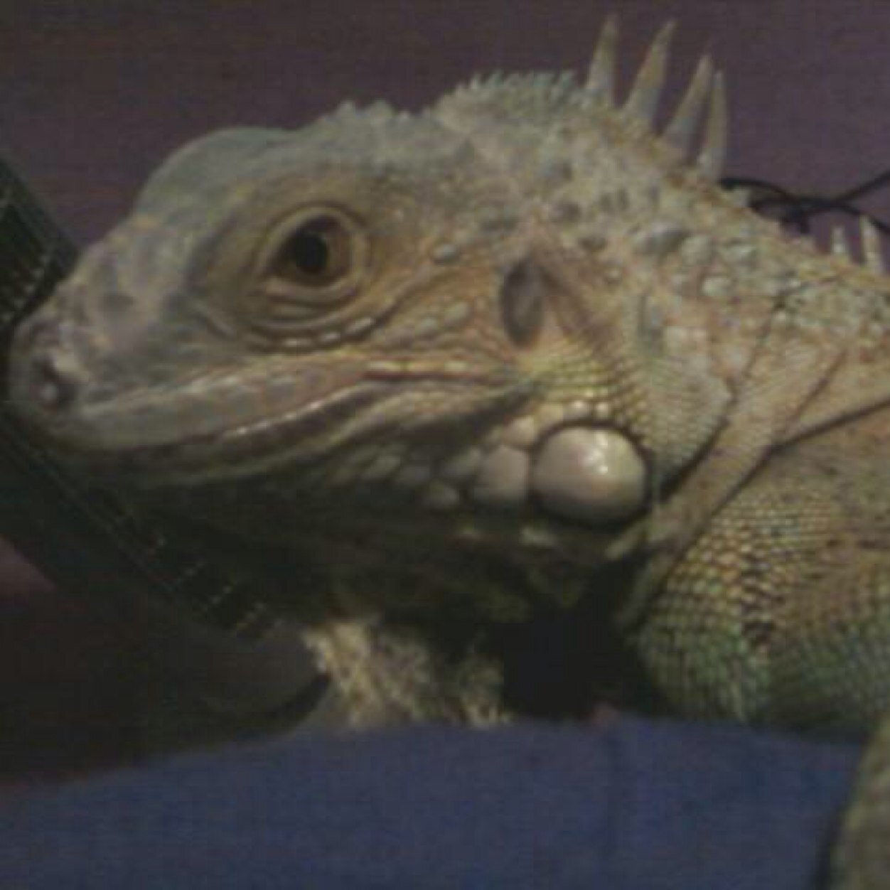 reptileprobs Profile Picture
