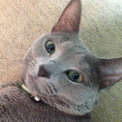 主に猫好き