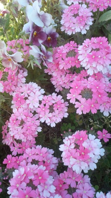 AHanipoko's profile picture. 