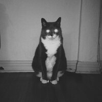 nuzz (@nuzz) 's Twitter Profile