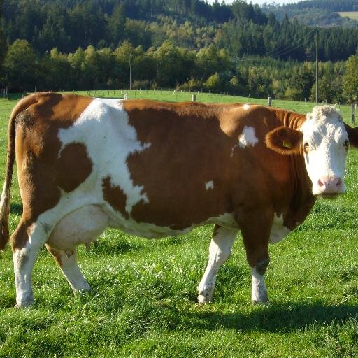 East Africa's leader in all matters #Fleckvieh... the only proven dual purpose cow in the world!