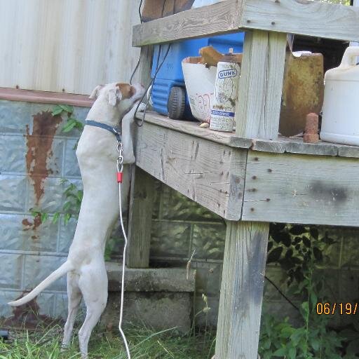 safpawnashville@gmail.com