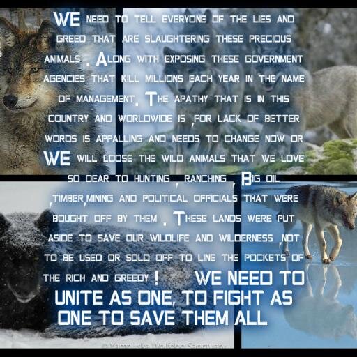 I created this page to bring attention to the slaughter and misconceptions of the Wolf ,by promoting individual/public awareness of wolves and wildlife.