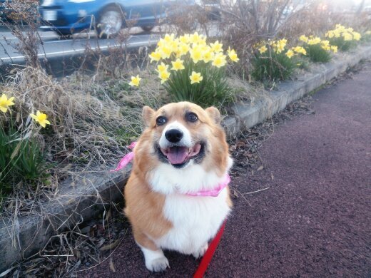 yumi25luna02's profile picture. 長野住み、Love BIGBANG/GD。気軽にfollow me。 愛犬はコーギー 2016.11.24没 享年11才。まだまだ辛い💧かわいい動物を見て癒されています。2019.04.06なんとニャンコが家にやってきた。ワンコのお迎えはどうなる？？