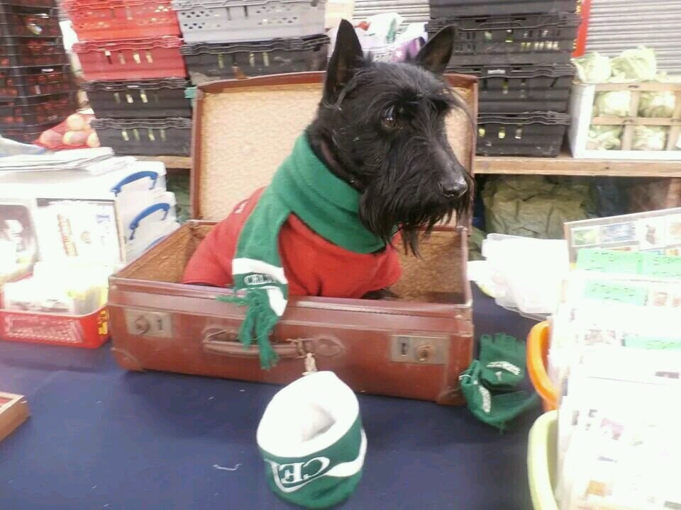 CaymusJunior's profile picture. 