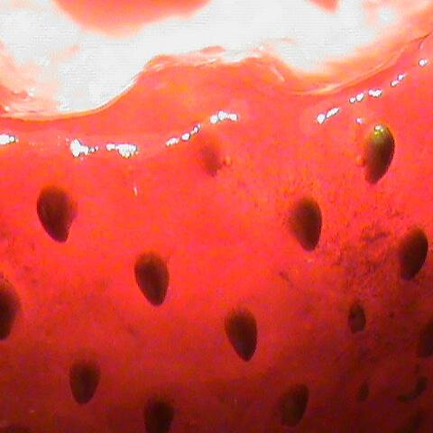 Welcome to the Strawberry jungle! #Handmade @Kingfrog #MAGIX #MAJIX