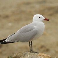 Jeff Wragg (@tykebirder) 's Twitter Profile