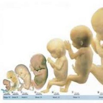 مراحل نمو الجنين H7lm856 Twitter