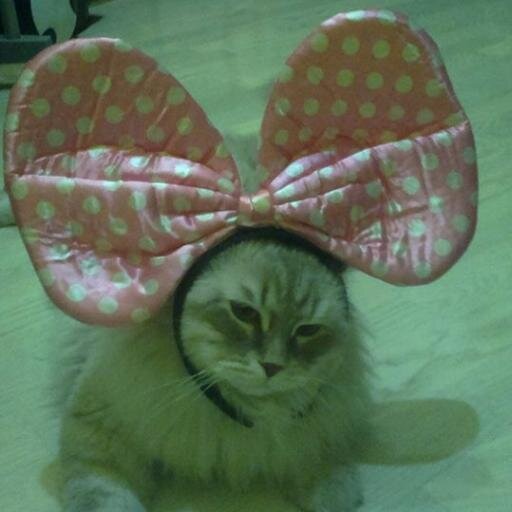 deberg_kz's profile picture. Иногда без мяу невозможно!