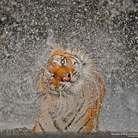 akbarali459510's profile picture. 