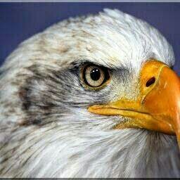 I am an Eagle!