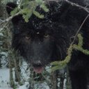 Dave Fraser - @DaveFraser243 - Twitter