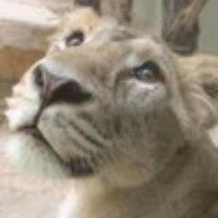cyccodaconsrigh Profile Picture