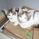 Rufus Henry - @madamehimshe - Twitter