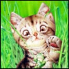 gulrasyhosfa Profile Picture
