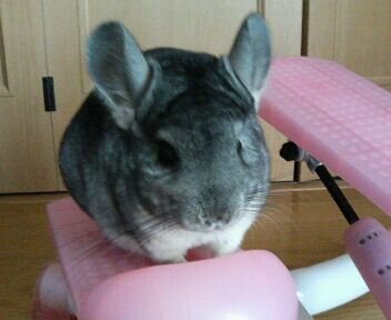 カピバラに飼われたい
